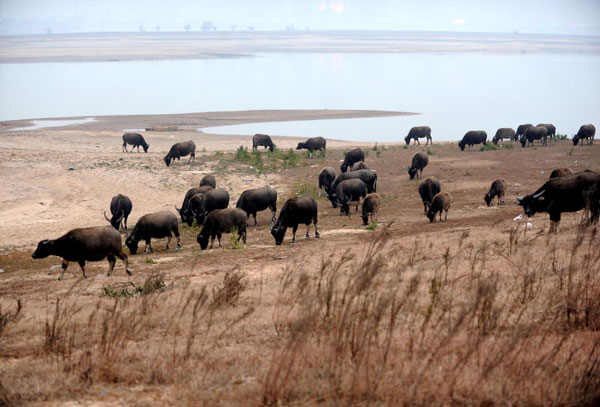 Low water level affects millions