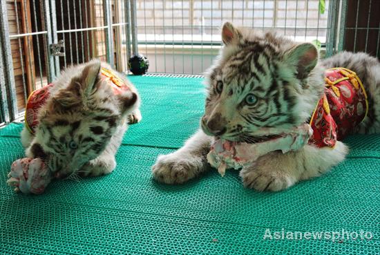 Dressed in New Year coats