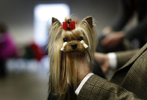 Dog geared up for show