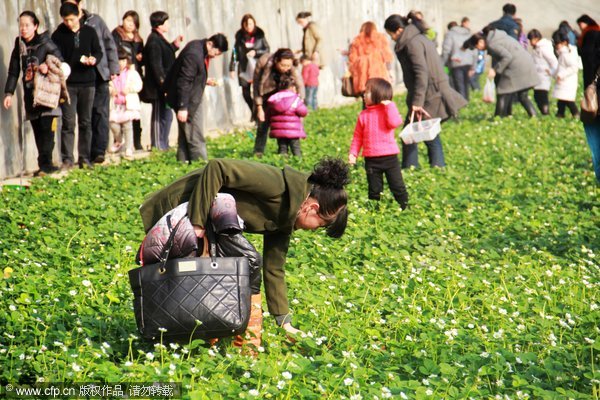 A rush to help strawberry field owner