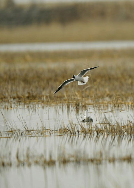 Spring migration for wild birds