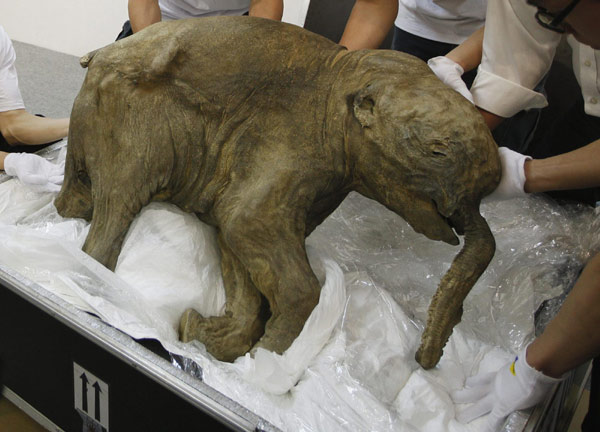 Carcass of well-preserved mammoth to be exhibited