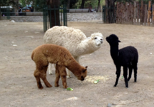 Newborns to make debut at Beijing Zoo