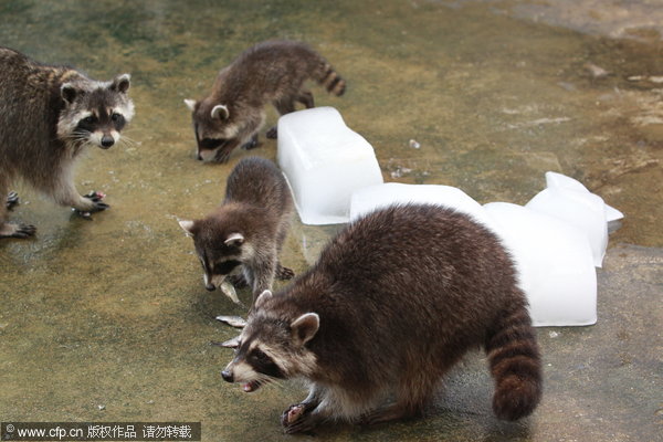 Zoo animals chill the heat with watermelon