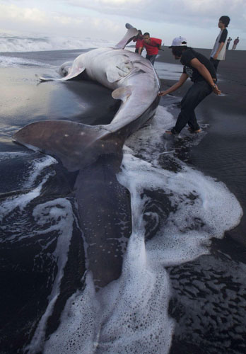 Whale shark dead on Indonesian beach