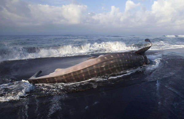 Whale shark dead on Indonesian beach