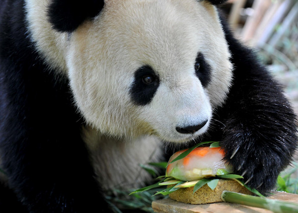 Pandas displaced by 2008 quake to return home