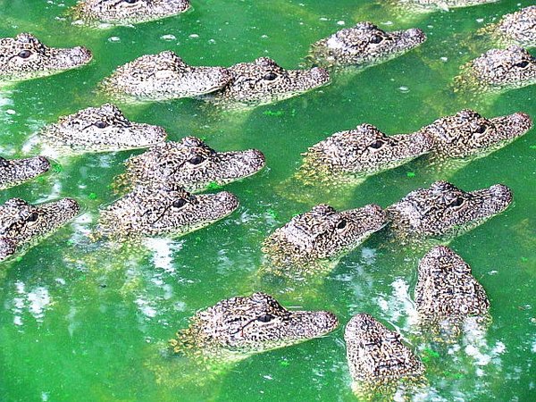 Emerging crocodiles stir fears of quake