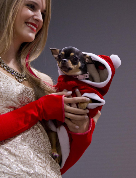 Dressed-up dogs at Winter Woofstock in Toronto