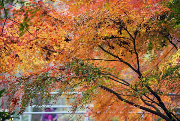 Maple leaves glow red in E China