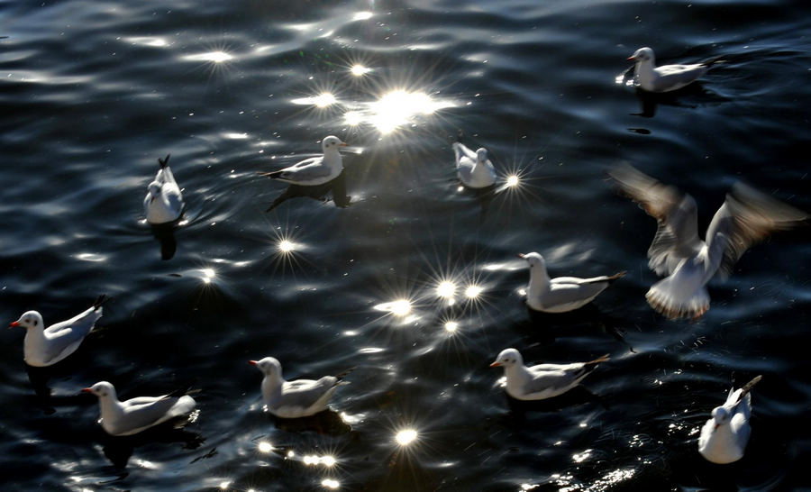 Black-headed gulls come to Kunming for winter