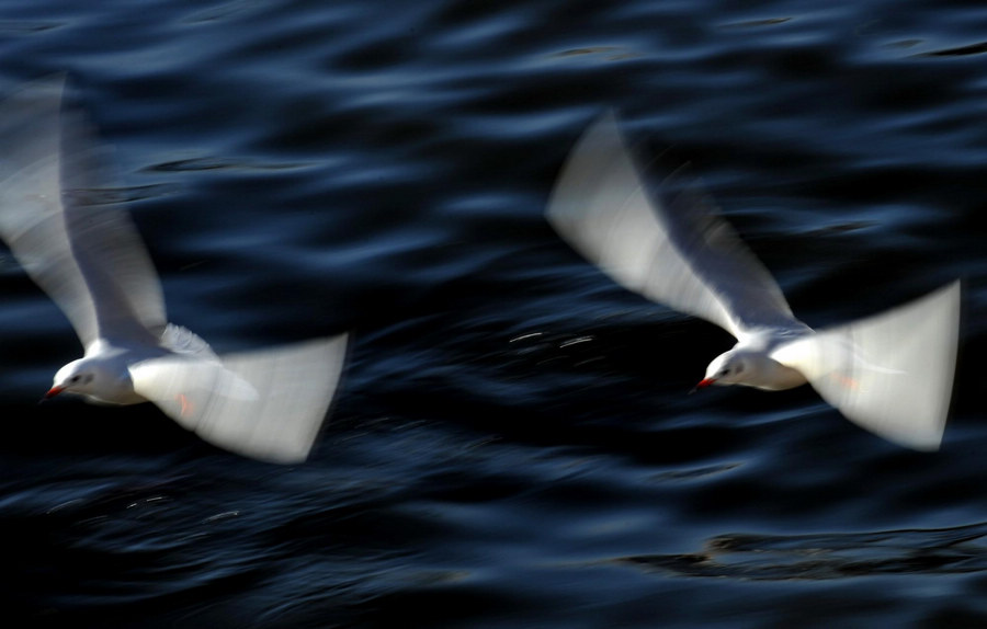 Black-headed gulls come to Kunming for winter