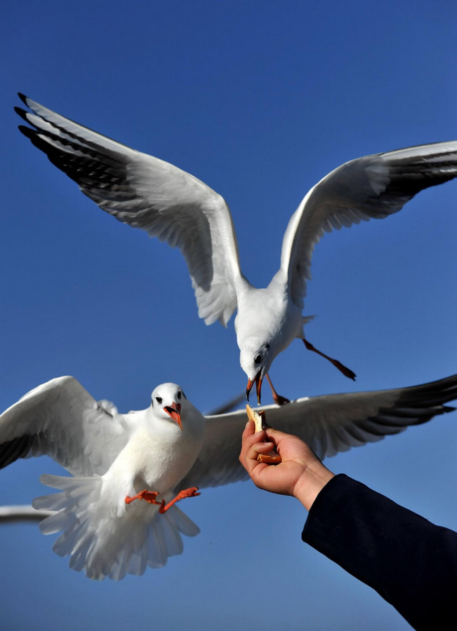 Black-headed gulls come to Kunming for winter