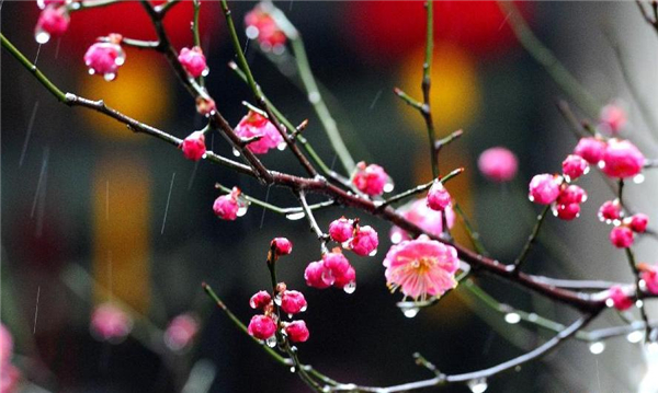 Flower buds bathing in rain