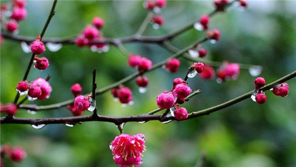 Flower buds bathing in rain