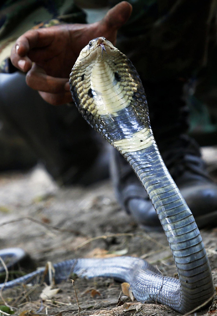 US marines drink cobra blood in exercise