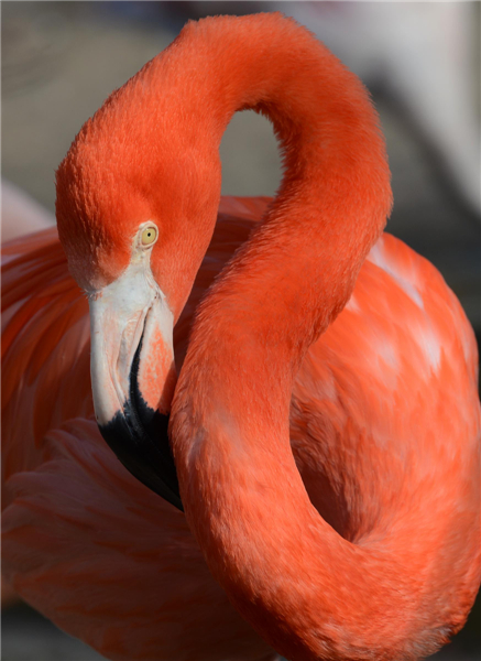 Animals enjoy sunshine in German zoo