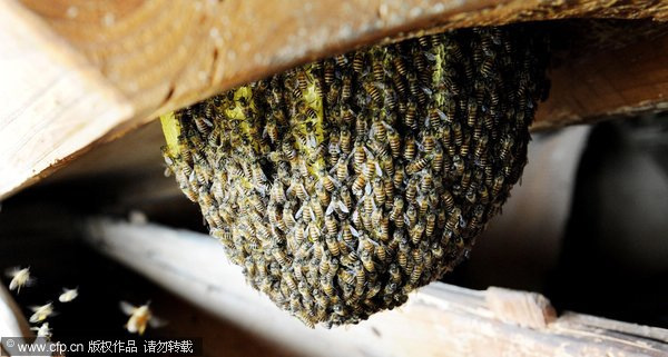 Life after death filled with honey