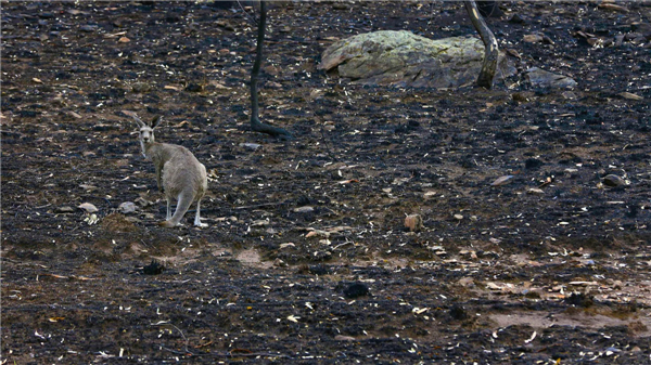 Kangaroo shooter in Australia