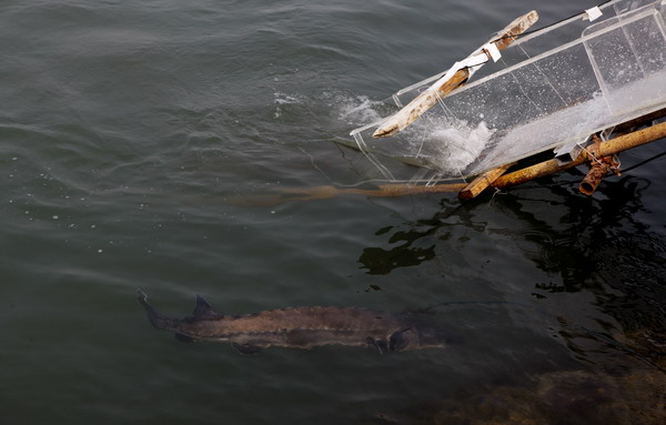 8,000 Chinese sturgeons return home