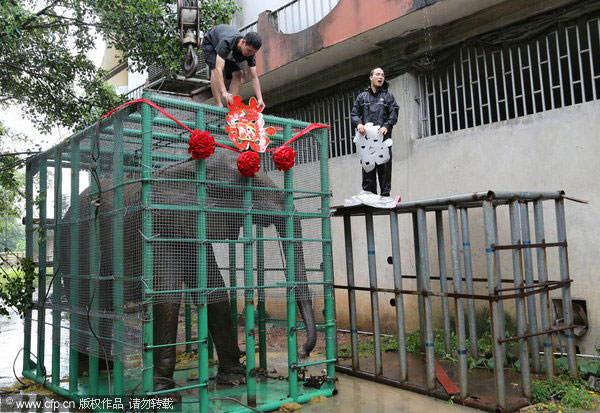 African elephants to reproduce in Beijing