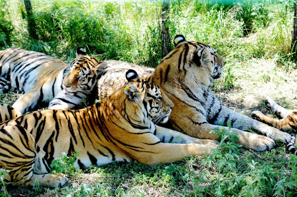 Roar of Siberian cubs