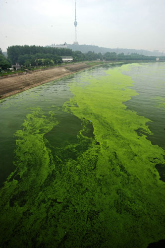 Duckweed covers the Hanjiang River