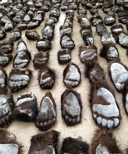 China Customs officials confiscate 213 bear paws