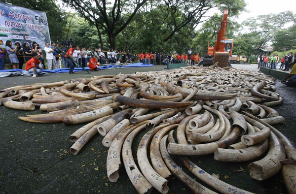 Philippines destroys 5 tons of elephant tusks