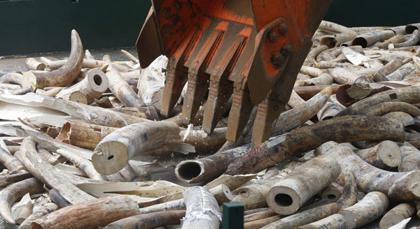 Philippines destroys 5 tons of elephant tusks