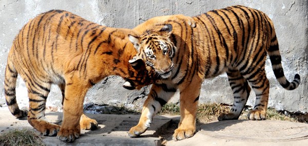 Newborn tiger cubs make debut in C China