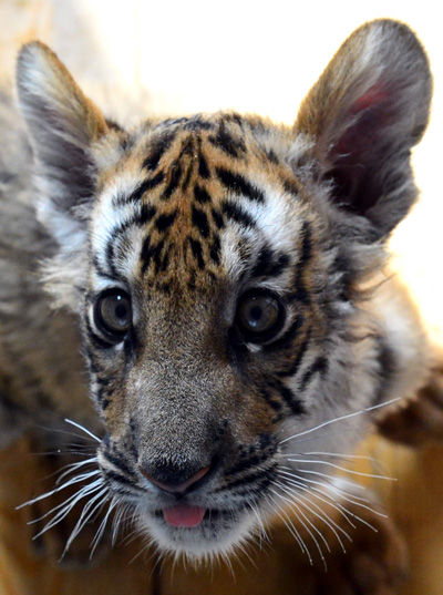 Newborn tiger cubs make debut in C China