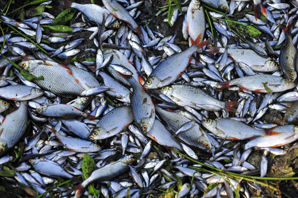 Fish rescued after lake dried up