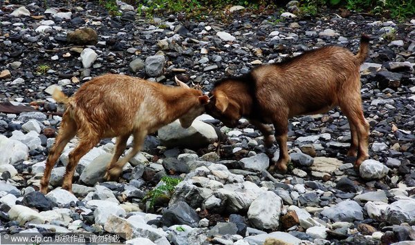 Locking horns in SW China