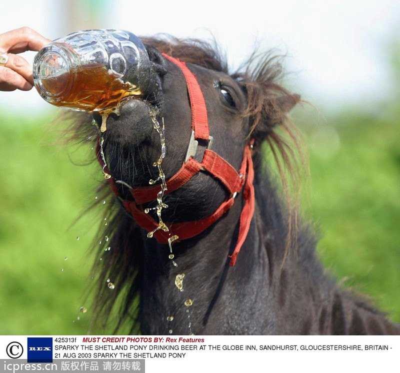 When animals meet beer