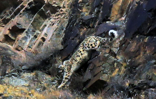 Snow leopard hunting photographed in NW China