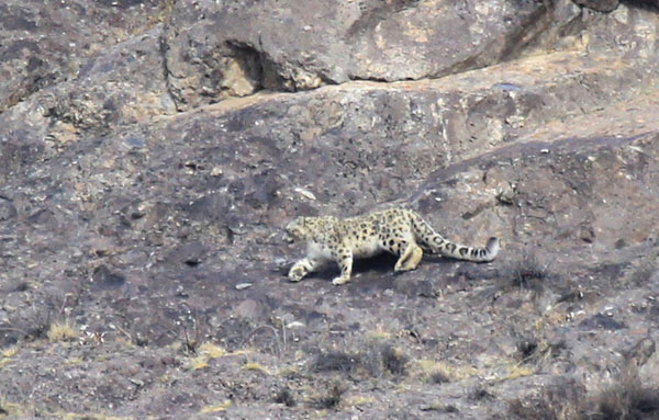 Snow leopard hunting photographed in NW China