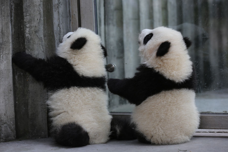 Newborn pandas growing in Chengdu