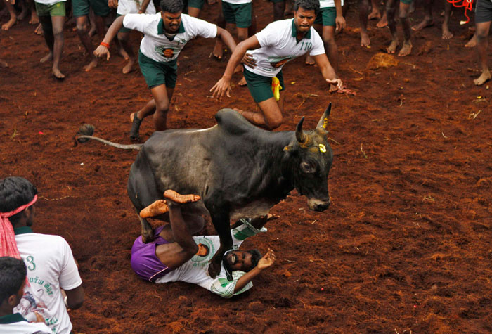 Bull-taming festival kicks off in India