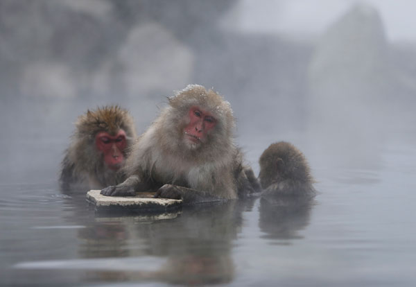 Snow monkeys soak in a hot spring