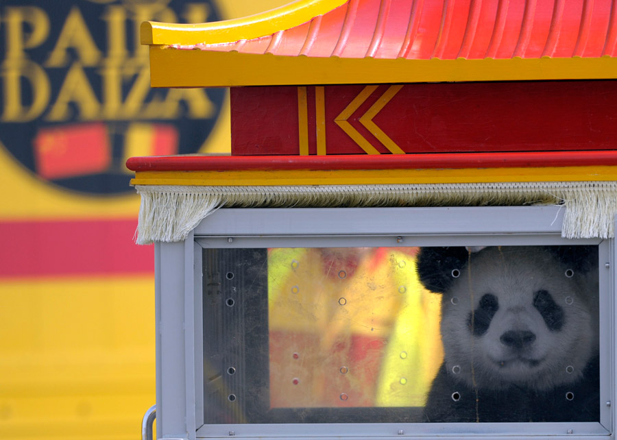 China's giant pandas arrive at Belgian zoo