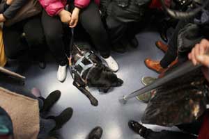 Guide dogs trained in NE China