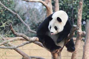 Wild panda spotted in Sichuan