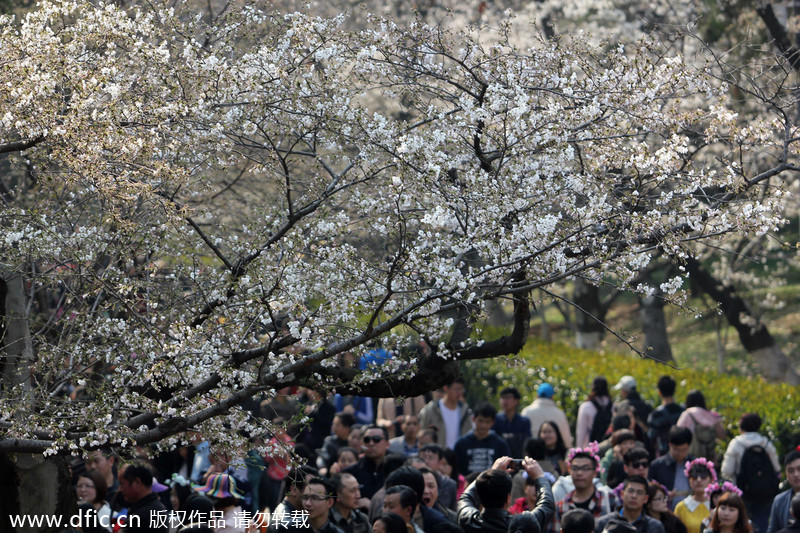 People flock to cherry blossoms in Wuhan University