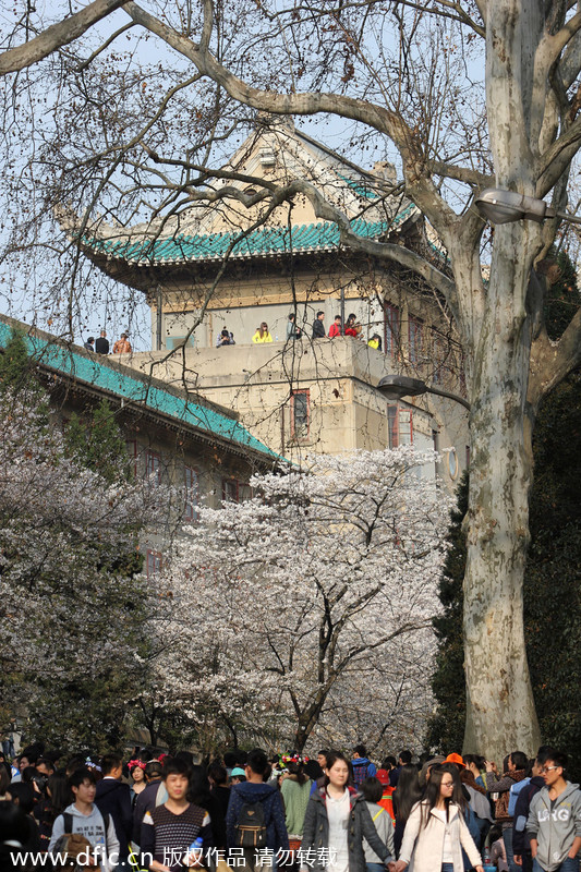 People flock to cherry blossoms in Wuhan University