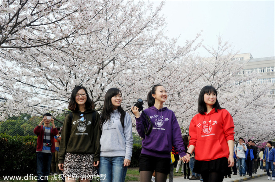 Cherry blossom in full bloom at Tongji University