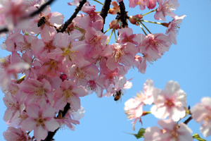 Cherry blossom in full bloom at Tongji University