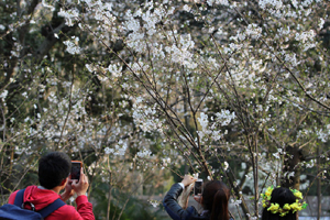 Cherry blossom in full bloom at Tongji University