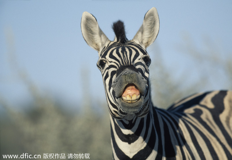 World Smile Day special: Grinning animals