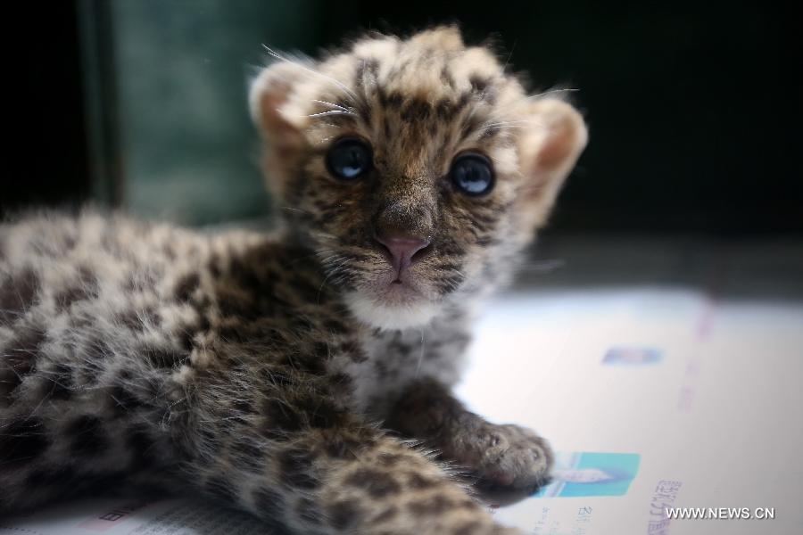 Newborn leopard cubs seen at Shenyang zoo